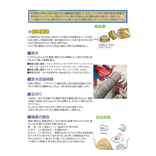 画像2: [きのこ菌]　ひらたけ　KM早生（オガクズ）1500cc　加川椎茸（株） (2)