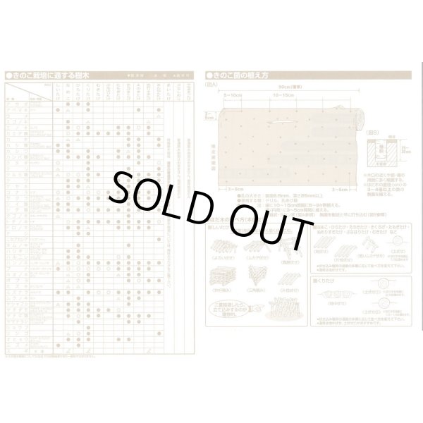 画像7: [きのこ菌]　なめこ菌　KM-88号 駒菌　250駒　加川椎茸（株） (7)