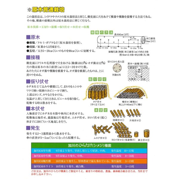 画像2: [きのこ菌]　ひらたけ　KM早生（種駒）250駒　加川椎茸（株） (2)