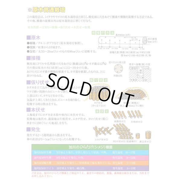 画像2: [きのこ菌]　ひらたけ　KM早生（種駒）250駒　加川椎茸（株） (2)