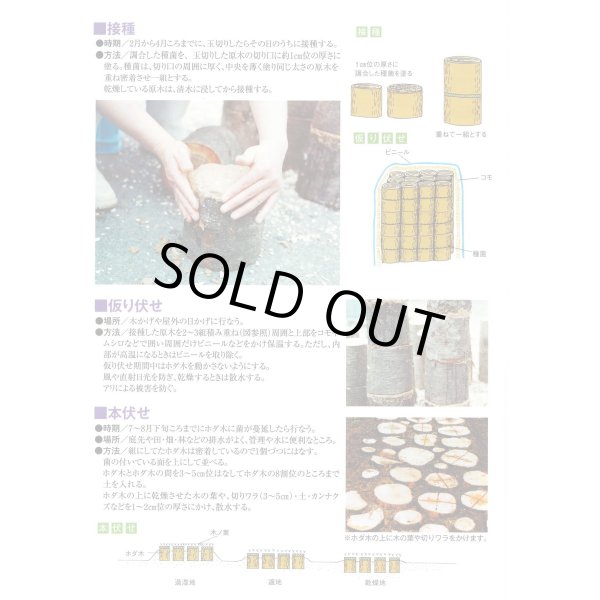 画像3: [きのこ菌]　なめこ菌　KM-88号　種菌（オガクズ）　1500cc　加川椎茸（株） (3)