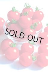 画像: 送料無料　[トマト/ミニトマト]　TYほれまる　500粒　渡辺農事（株）