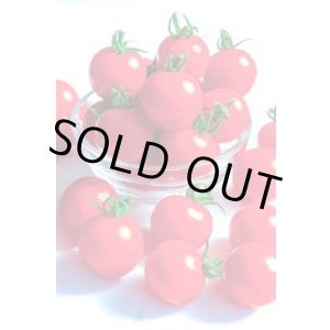 画像: 送料無料　[トマト/ミニトマト]　TYほれまる　500粒　渡辺農事（株）