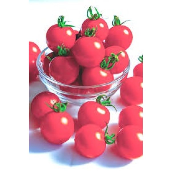 画像3: 送料無料　[トマト/ミニトマト]　TYほれまる　100粒　渡辺農事（株） (3)