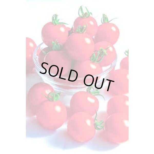 画像1: 送料無料　[トマト/ミニトマト]　TYほれまる　500粒　渡辺農事（株） (1)