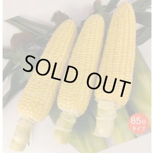 画像: [とうもろこし]　あまいんですパワー85　200粒　渡辺農事(株)