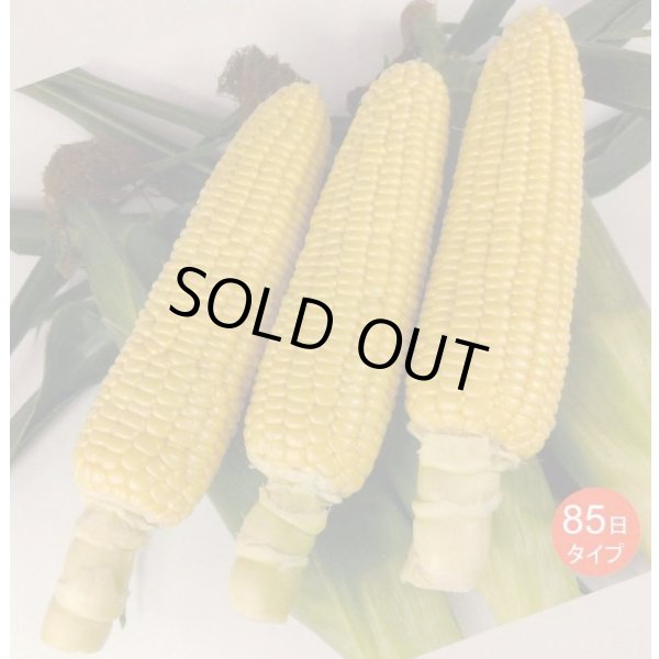 画像1: [とうもろこし]　あまいんですパワー85　2000粒　渡辺農事(株) (1)