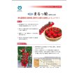 画像3: 送料無料　[トマト/ミニトマト]　ミニトマト　まるっ娘　100粒　丸種（株） (3)