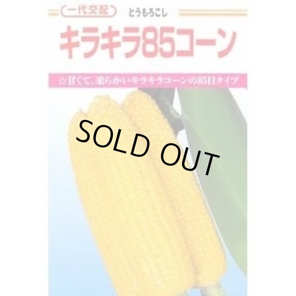 画像1: [とうもろこし]　キラキラコーン85　2000粒　カネコ種苗（株） (1)