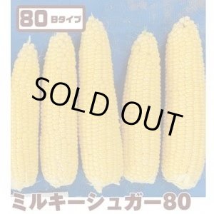 画像: [とうもろこし]　ミルキーシュガー80　2000粒　トキタ種苗(株)