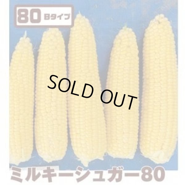 画像1: [とうもろこし]　ミルキーシュガー80　2000粒　トキタ種苗(株) (1)