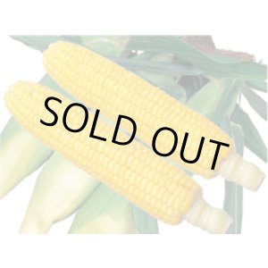 画像: [とうもろこし]　アイダホスイート78　2000粒　雪印種苗（株）