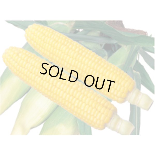 画像1: [とうもろこし]　アイダホスイート78　2000粒　雪印種苗（株） (1)