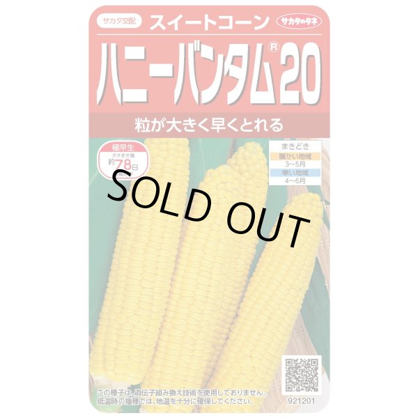 画像1: [とうもろこし]　ハニーバンタム20　2000粒　(株)サカタのタネ (1)
