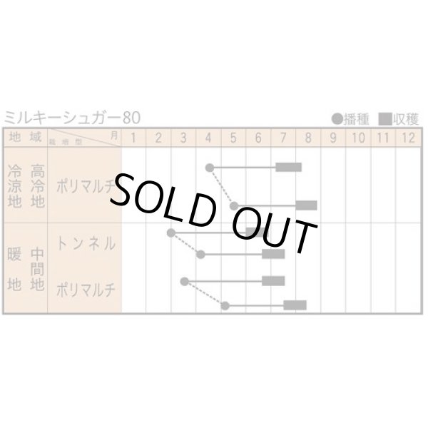 画像2: [とうもろこし]　ミルキーシュガー80　2000粒　トキタ種苗(株) (2)