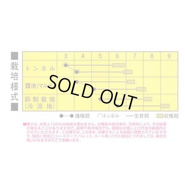 画像2: [とうもろこし]　キラキラコーン85　2000粒　カネコ種苗（株） (2)