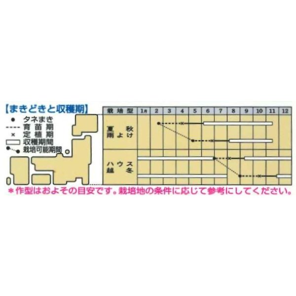 画像2: 送料無料　[トマト/ミニトマト]　CFココ　16粒　タキイ種苗　DF (2)