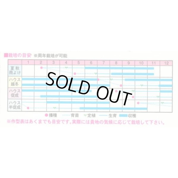 画像3: 送料無料　[トマト/ミニトマト]　TYほれまる　500粒　渡辺農事（株） (3)