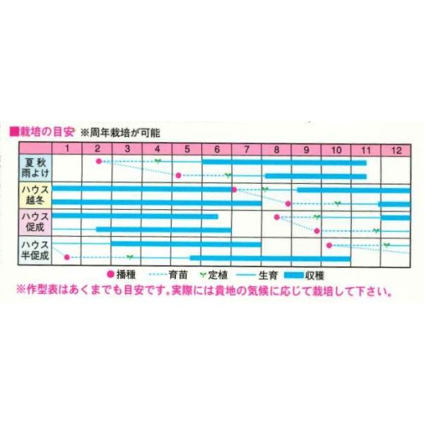 画像4: 送料無料　[トマト/ミニトマト]　TYほれまる　100粒　渡辺農事（株） (4)
