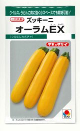 画像: 送料無料　[ズッキーニ]　オーラムEX　10粒　タキイ種苗(株)　GF