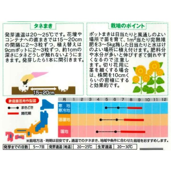 画像2: 送料無料　花の種　ひまわり　グミーベア　約20粒　（株）サカタのタネ　実咲250（206036） (2)