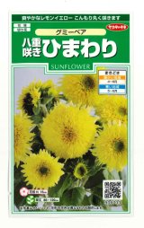 画像: 送料無料　花の種　ひまわり　グミーベア　約20粒　（株）サカタのタネ　実咲250（206036）