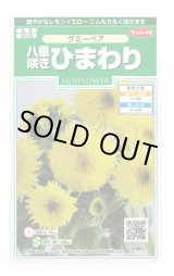 画像: 花の種 ひまわり グミーベア 約20粒 (株)サカタのタネ 実咲250(206036)