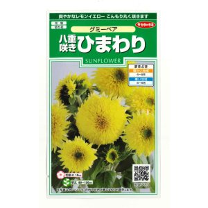 画像: 送料無料　花の種　ひまわり　グミーベア　約20粒　（株）サカタのタネ　実咲250（206036）