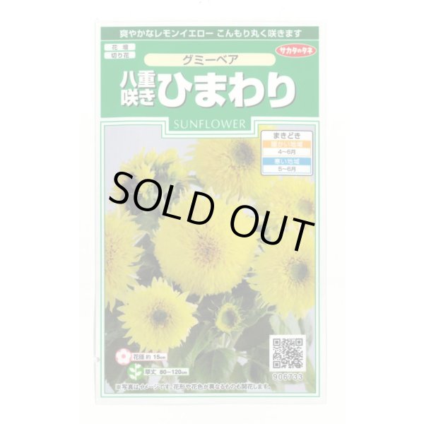 画像1: 花の種 ひまわり グミーベア 約20粒 (株)サカタのタネ 実咲250(206036) (1)