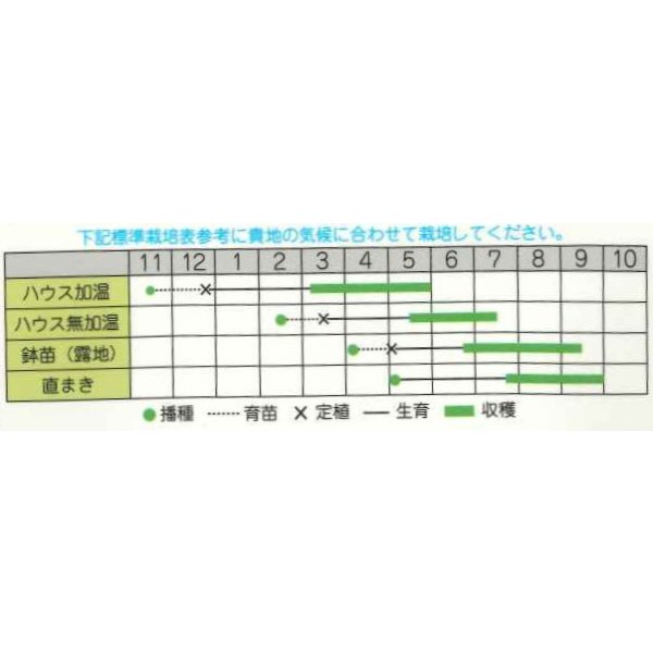 画像2: 送料無料　[ゴーヤ]　パールゴーヤ　7粒　丸種（株） (2)