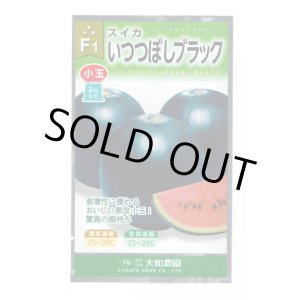 画像: [スイカ] 小玉スイカ いつつぼしブラック 7粒 （株）大和農園
