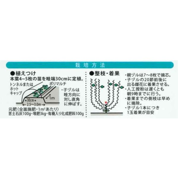 画像2: 送料無料　[スイカ]　小玉スイカ　いつつぼしブラック　7粒　（株）大和農園 (2)