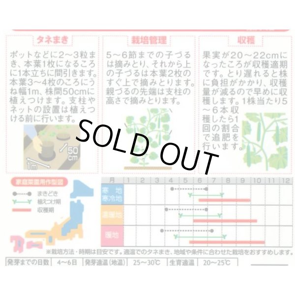画像2: [キュウリ] ずーっとフリーダム 12粒(株)サカタのタネ 実咲450(204459) (2)
