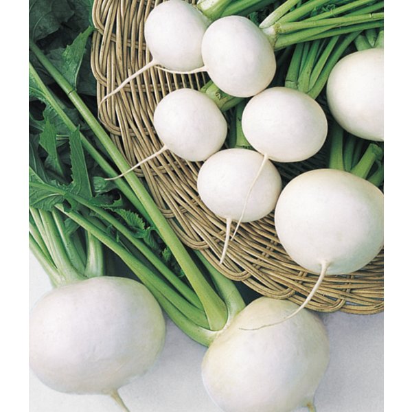 画像2:  [かぶ] 耐病ひかり　ペレット　5000粒　タキイ種苗(株) (2)