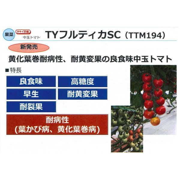 画像3: 送料無料　[トマト/中玉トマト]　TYフルティカSC　100粒　タキイ種苗(株) (3)