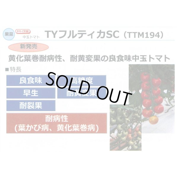 画像3: [トマト/中玉トマト] TYフルティカSC 100粒 タキイ種苗(株) (3)