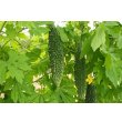 画像2: 送料無料　[ゴーヤ]　にがにがくん２号　10粒　トキタ種苗(株) (2)
