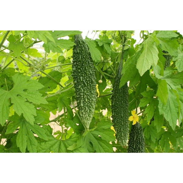 画像2: 送料無料　[ゴーヤ]　にがにがくん２号　10粒　トキタ種苗(株) (2)