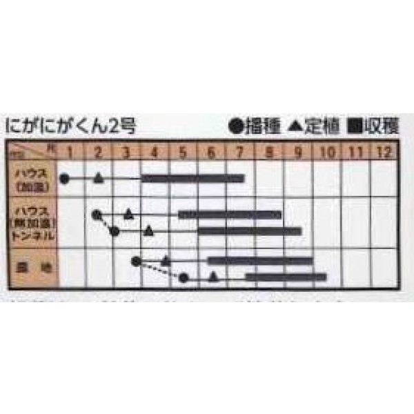 画像3: 送料無料　[ゴーヤ]　にがにがくん２号　10粒　トキタ種苗(株) (3)