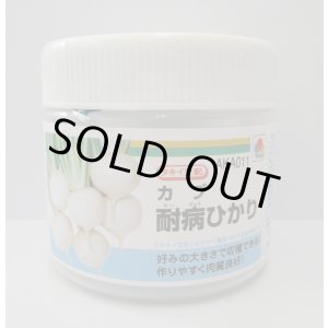 画像:  [かぶ] 耐病ひかり　ペレット　5000粒　タキイ種苗(株)
