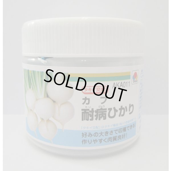 画像1:  [かぶ] 耐病ひかり　ペレット　5000粒　タキイ種苗(株) (1)