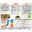 画像2: 送料無料[とうもろこし] ゆめのコーンビッグ85 約55粒 （株）サカタのタネ 実咲450(004023) (2)