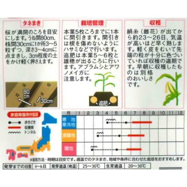 画像2: 送料無料[とうもろこし] ゆめのコーンビッグ85 約55粒 （株）サカタのタネ 実咲450(004023) (2)