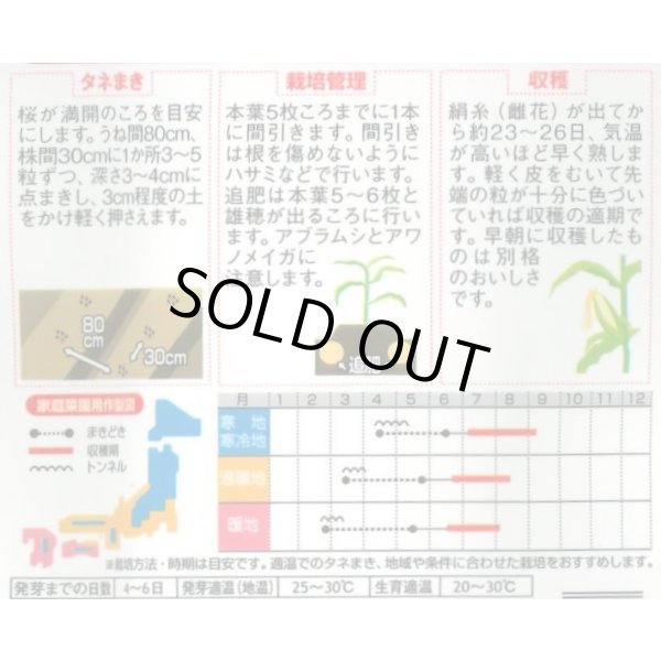 画像2: [とうもろこし] ゆめのコーンビッグ85 約55粒 (株)サカタのタネ 実咲450(004023) (2)
