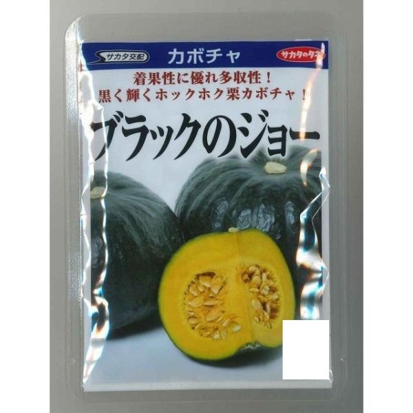 画像1: 送料無料 [かぼちゃ] ブラックのジョー 500粒 (株)サカタのタネ (1)