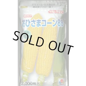 画像: [とうもろこし] おひさまコーン88 2000粒 タキイ種苗(株)
