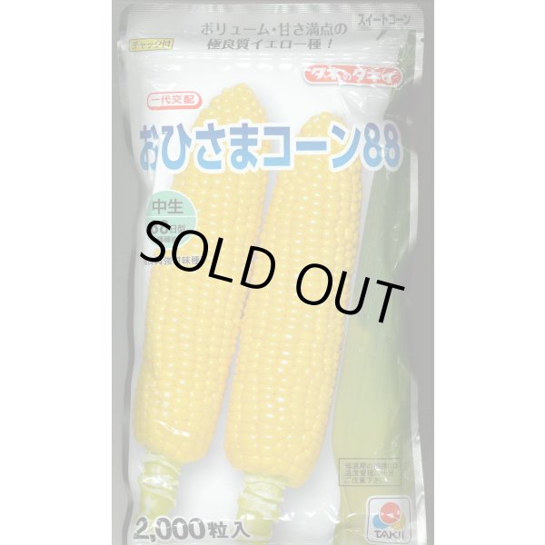 画像1: [とうもろこし] おひさまコーン88 2000粒 タキイ種苗(株) (1)