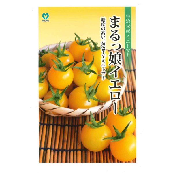 画像1: 送料無料　[トマト/ミニトマト]　ミニトマト　まるっ娘イエロー　9粒　丸種（株） (1)