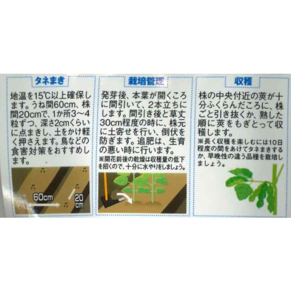 画像4: 送料無料　[枝豆]　たっぷり　1dl  （株）サカタのタネ (4)