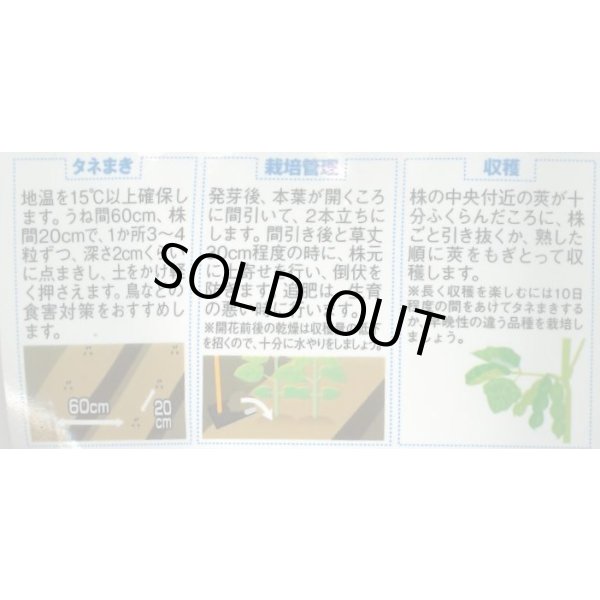 画像4: 送料無料　[枝豆]　たっぷり　33ml（約66粒） （株）サカタのタネ実咲350（107806） (4)